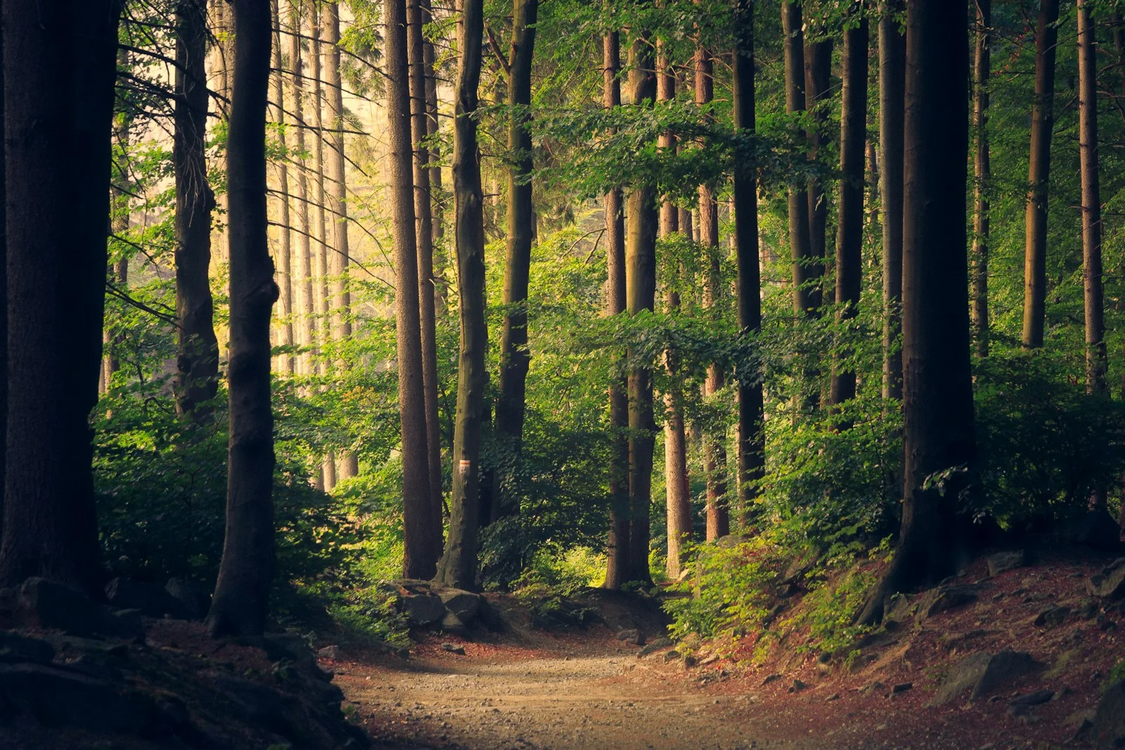 Luz entre los árboles de un bosque